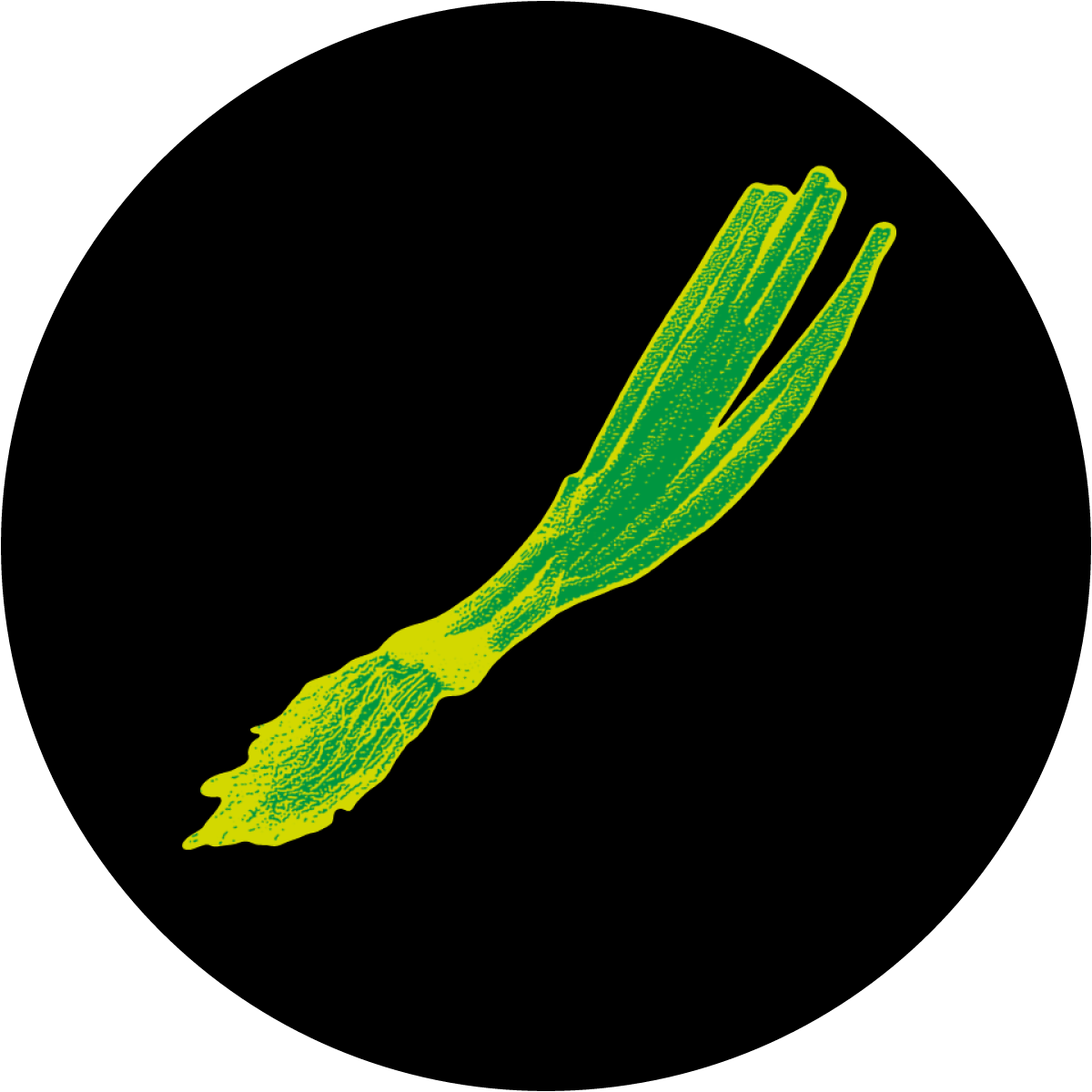 Spring Onion